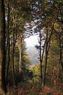 Autumn in the Trees
